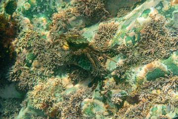 Diving and underwater photography, octopus under water in its natural habitat.