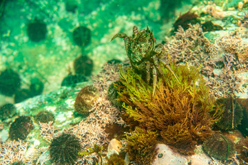 Diving and underwater photography, octopus under water in its natural habitat.