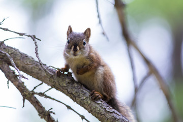 squirrel on a branch
