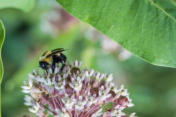 Bumblebee, Bombus, feeds on pink swamp milkweed, Asclepias incarnata, on a summer morning  