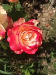 pink rose in the garden
