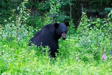 Obraz na płótnie Canvas black bear sitting in grass