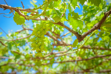 grapes with green leaves on the vine. fresh fruits
