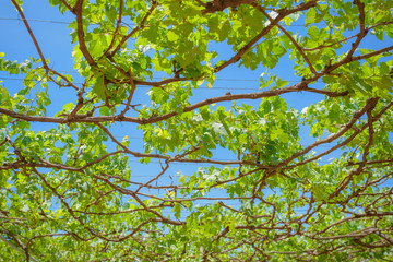 Fototapeta premium grapes with green leaves on the vine