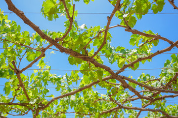 grapes with green leaves on the vine
