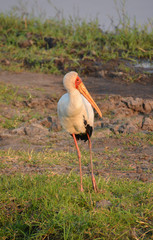 The yellow-billed stork, a member of the wading family, occurs in Africa south of the Sahara and in...