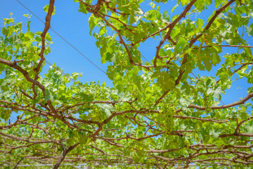 grapes with green leaves on the vine