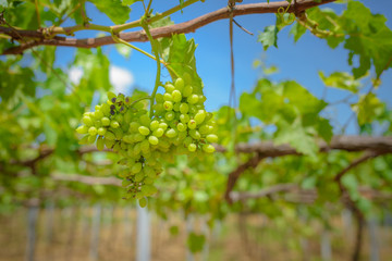Fototapeta premium grapes with green leaves on the vine. fresh fruits