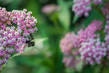 Bumblebee, Bombus, feeds on pink swamp milkweed, Asclepias incarnata, on a summer morning  