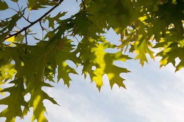 緑色のアカナラの葉