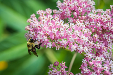 Bumblebee, Bombus, feeds on pink swamp milkweed, Asclepias incarnata, on a summer morning  
