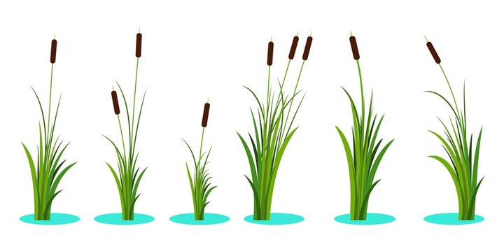 Set of variety reeds with leaves on stem. Reed plant. Flat vector illustration isolated on white background. Clip art for decorate cartoon