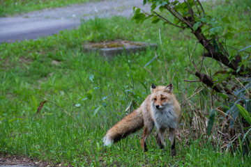 北海道の野生動物　キタキツネ