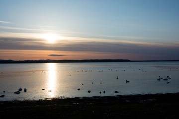 水鳥が浮かぶ湖の夕暮れ