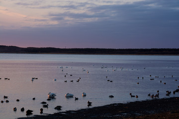 水鳥が浮かぶ湖の夕暮れ
