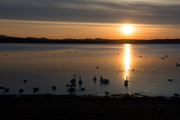美しい湖の夕暮れ