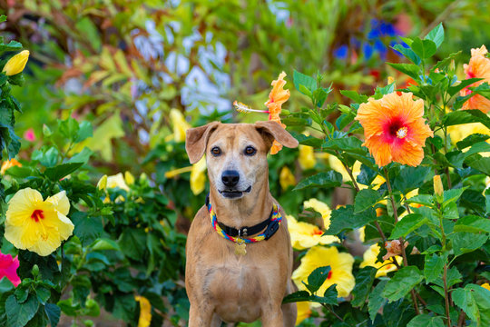 Perro criollo con flores de colores