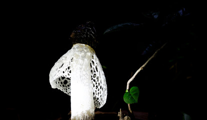 담양 죽림정사의 하얀망태버섯