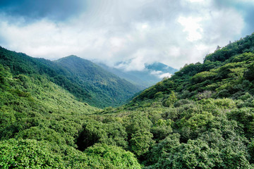 천관산 자연휴양림 동백나무숲