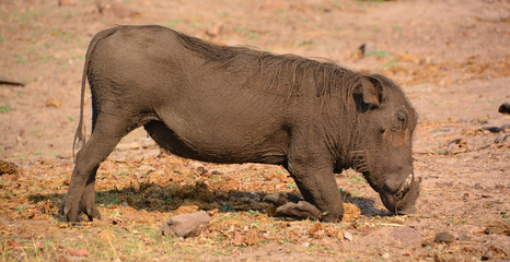 Warthog or Common Warthog (Phacochoerus africanus) is a wild member of the pig family that lives in grassland, savanna, and woodland in Sub-Saharan Africa