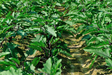 Green chilli pepper plants in growth at vegetable garden