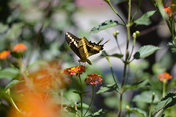 mariposa sobre flor naranja