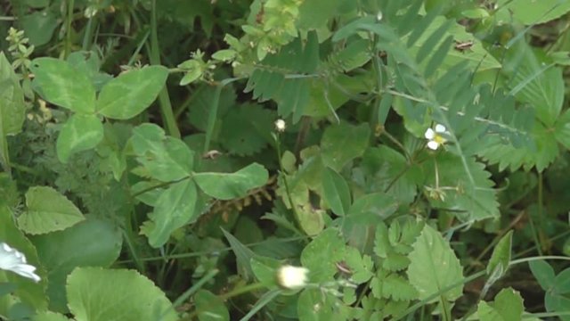A gust of wind blows away many grasshoppers. Super slow motion 1000 fps