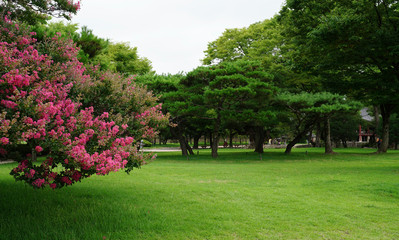 남원 광한루의 배롱나무꽃