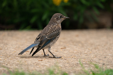 Eastern Bluebird