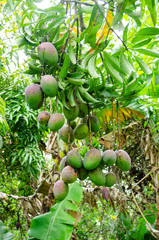 Bunches Of Unripe Mangoes