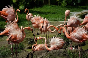 Pink Flamingos Miami Zoo