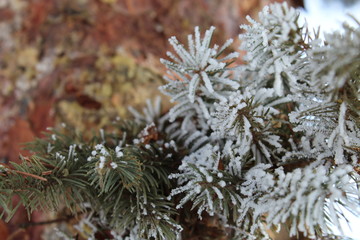 closeup of snow covered pine branch