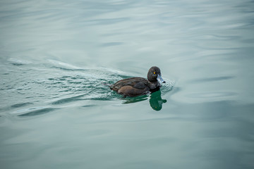 Teal swimming in the lake.