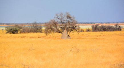 Baobab or boab, boaboa, bottle tree, upside-down tree, and monkey bread tree. C