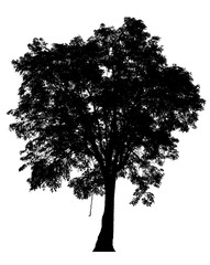 Black shadows, large trees that are completely isolated on a white background.