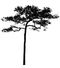 Black shadows, large trees that are completely isolated on a white background.