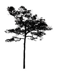 Black shadows, large trees that are completely isolated on a white background.