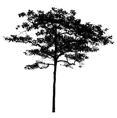 Black shadows, large trees that are completely isolated on a white background.