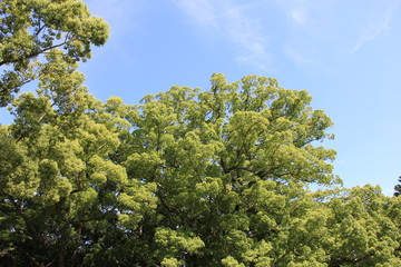 クスノキ(徳島県)