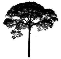 Black shadows, large trees that are completely isolated on a white background.