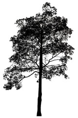 Black shadows, large trees that are completely isolated on a white background.