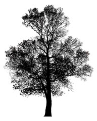 Black shadows, large trees that are completely isolated on a white background.