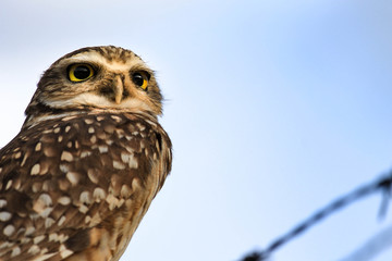 Owl eye