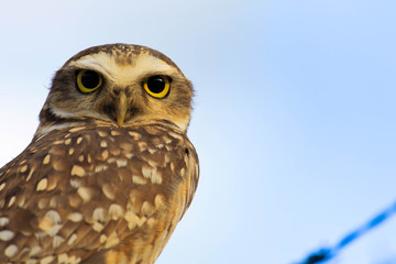 Owl eye