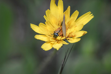 bee on flower