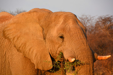 African elephants are elephants of the genus Loxodonta. The genus consists of two extant species:...