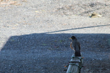 robin on board