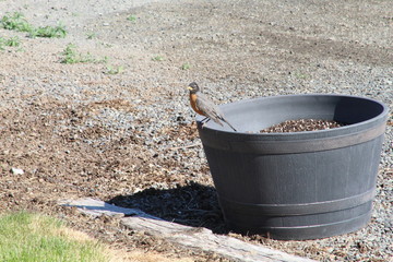 robin on flower pot