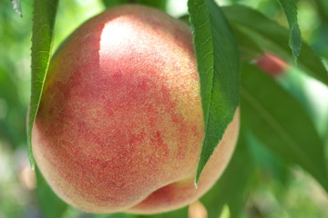 Gunma,Japan-July 24, 2019: Fresh peach fruits on a tree