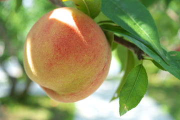 Gunma,Japan-July 24, 2019: Fresh peach fruits on a tree